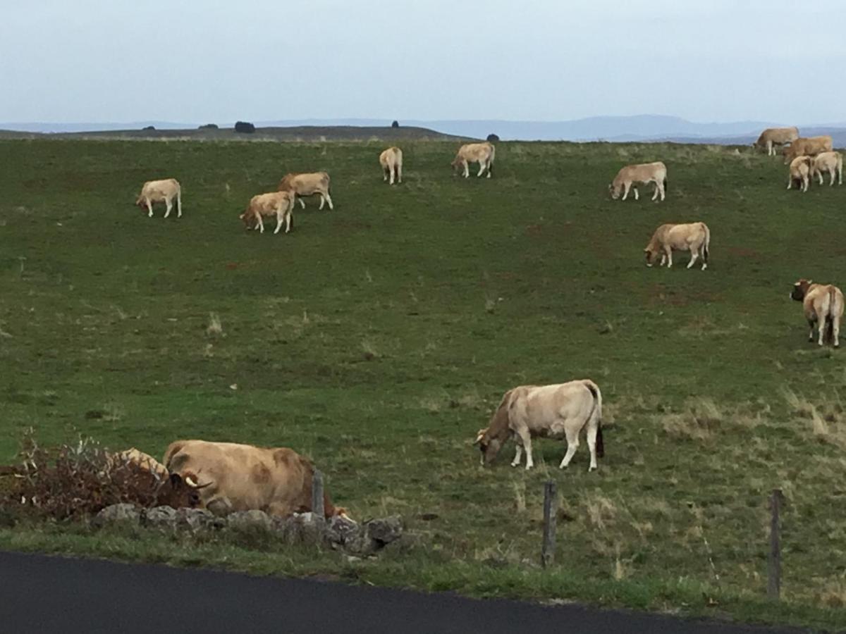 Ferienwohnung Lo Vedelier D'Aubrac Laguiole Exterior foto
